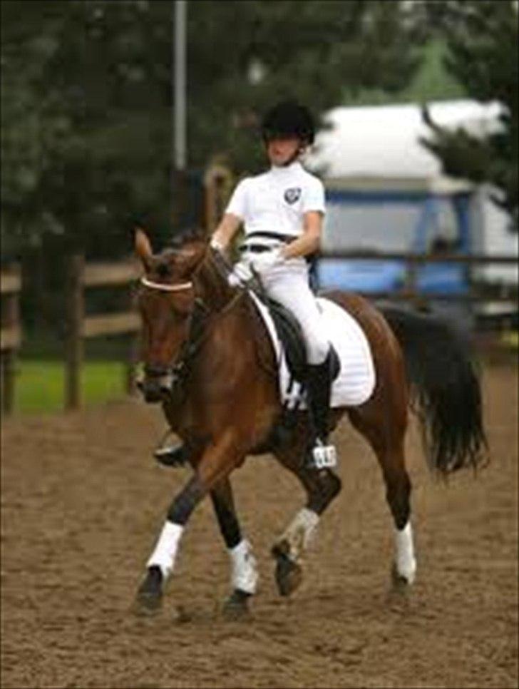 DSP Prins Orloff B-pony halv A-pony. (SOLGT) - Prins til landstævne i København. billede 3