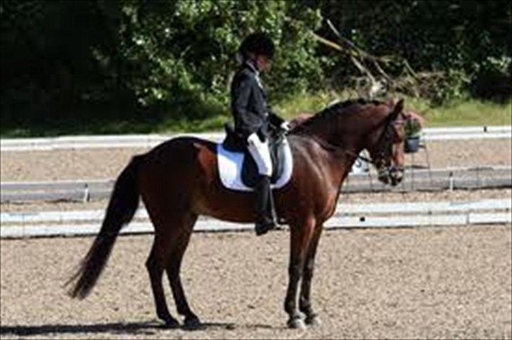 DSP Prins Orloff B-pony halv A-pony. (SOLGT) - På banen til DM hvor vi rider 68% billede 11