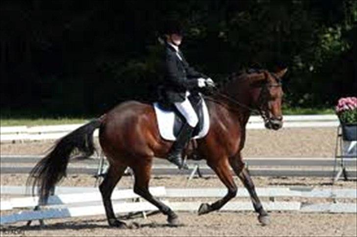 DSP Prins Orloff B-pony halv A-pony. (SOLGT) - På banen til DM hvor vi rider 68% billede 12