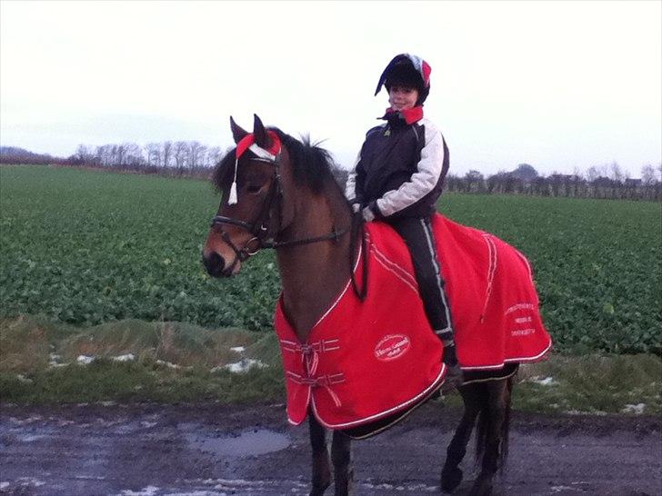 DSP Prins Orloff B-pony halv A-pony. (SOLGT) - Nisse Prins xD billede 17