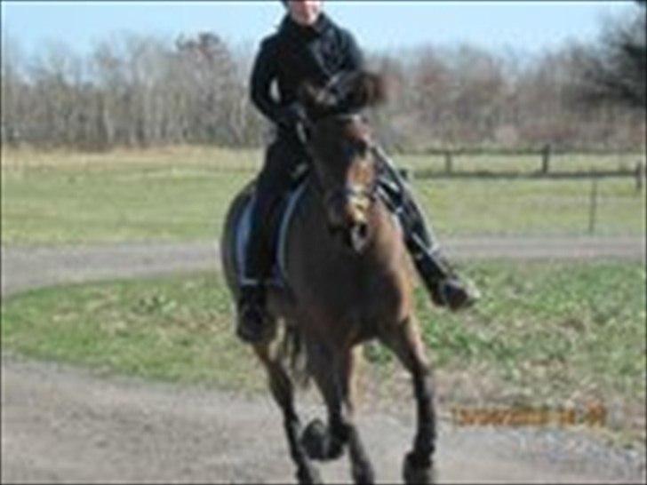 DSP Prins Orloff B-pony halv A-pony. (SOLGT) - Gallop tur :D billede 18