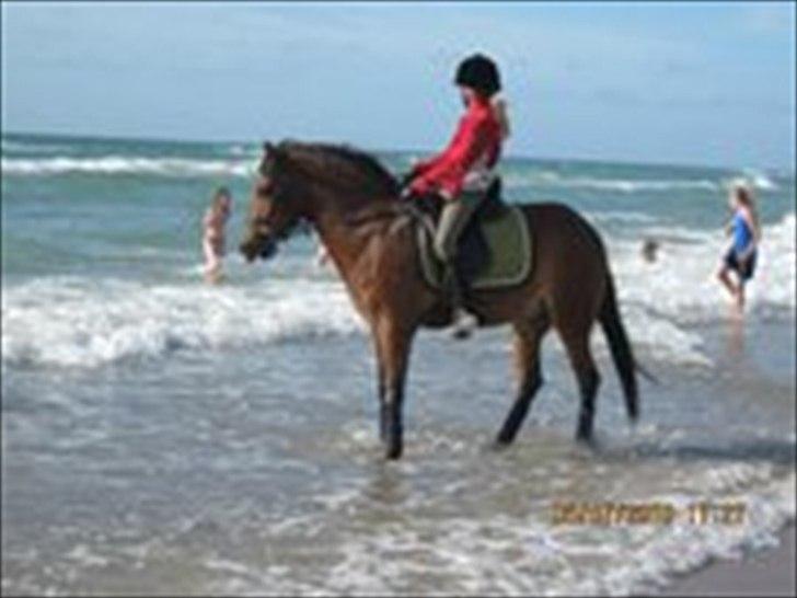 DSP Prins Orloff B-pony halv A-pony. (SOLGT) - Dejlig rolig 4års på stranden :D billede 19