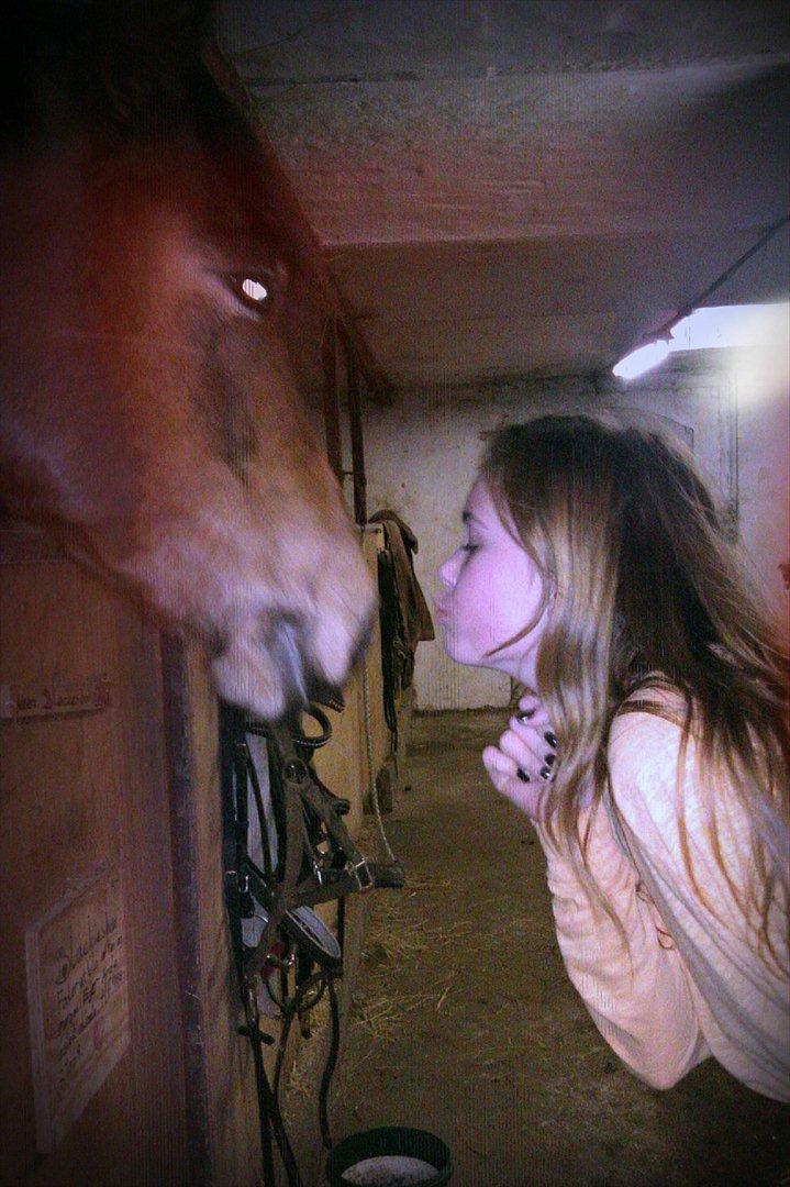 DSP Prins Orloff B-pony halv A-pony. (SOLGT) - Han er sq til at kysse :D billede 20