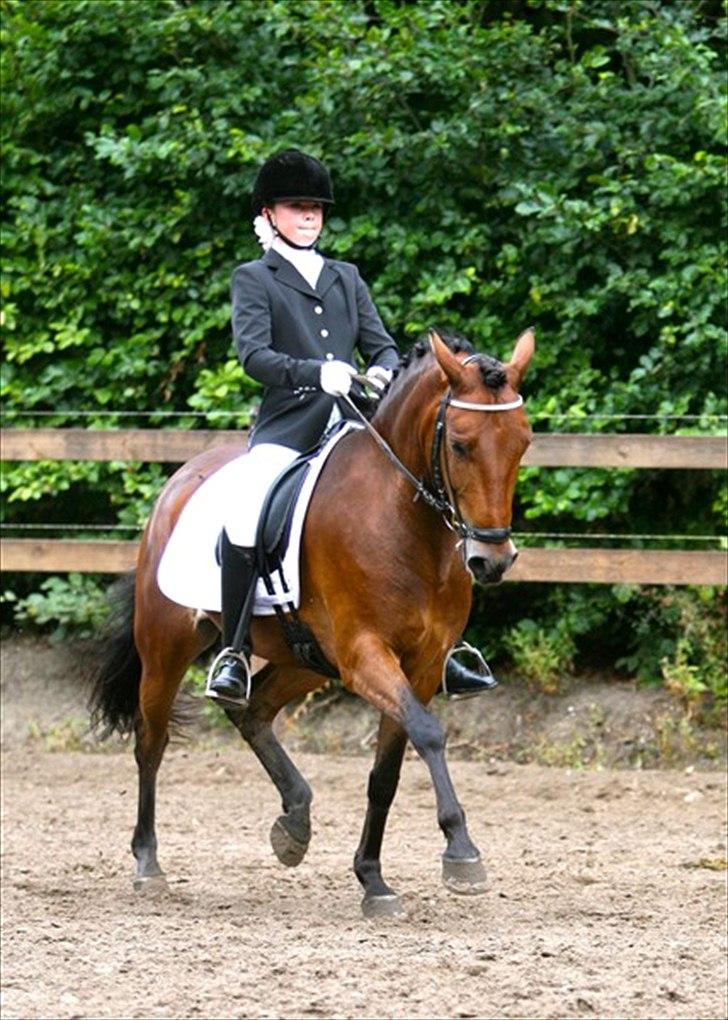 DSP Prins Orloff B-pony halv A-pony. (SOLGT) - Prins til landstævne i København. billede 2