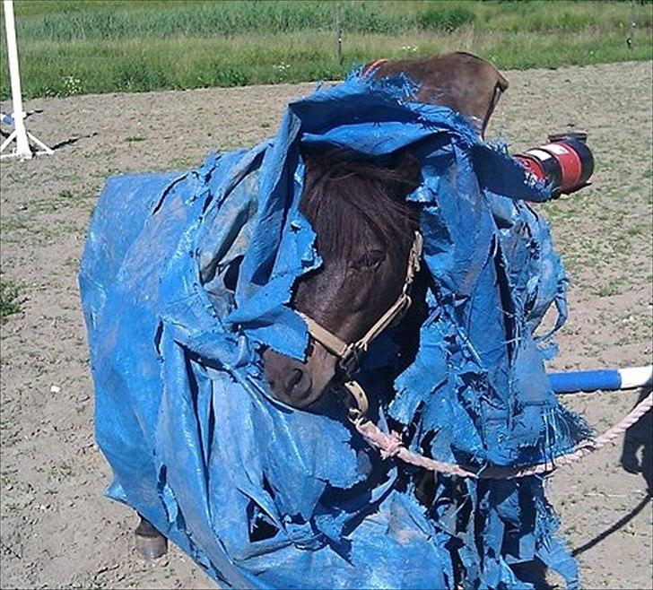 Anden særlig race Toffee R.I.P. billede 3