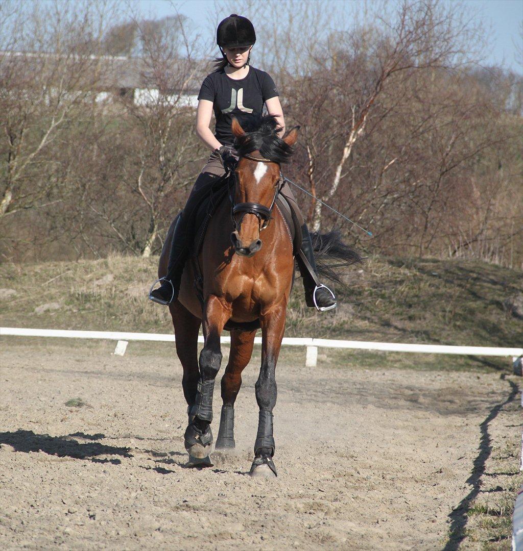 Dansk Varmblod Nicole - Udendørs træning den 25. marts 2012 billede 16