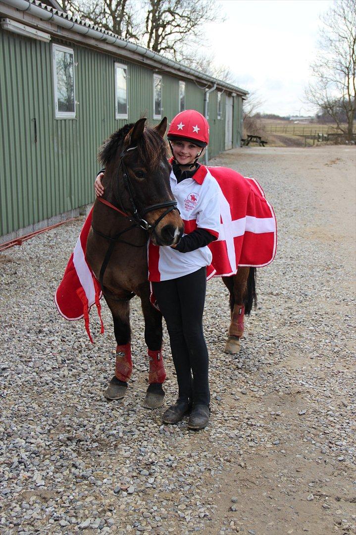 Anden særlig race Buster Larsen (I GENOPTRÆNING) - Landsholdsudtagelse 2012.
U14 , yaaay! Buster is THE best pony ever!! <3 billede 1