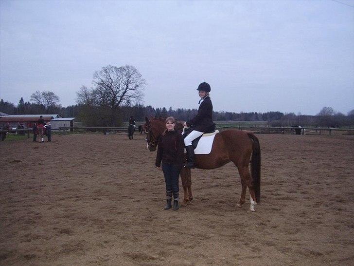 New Forest Damgårds Maja billede 18