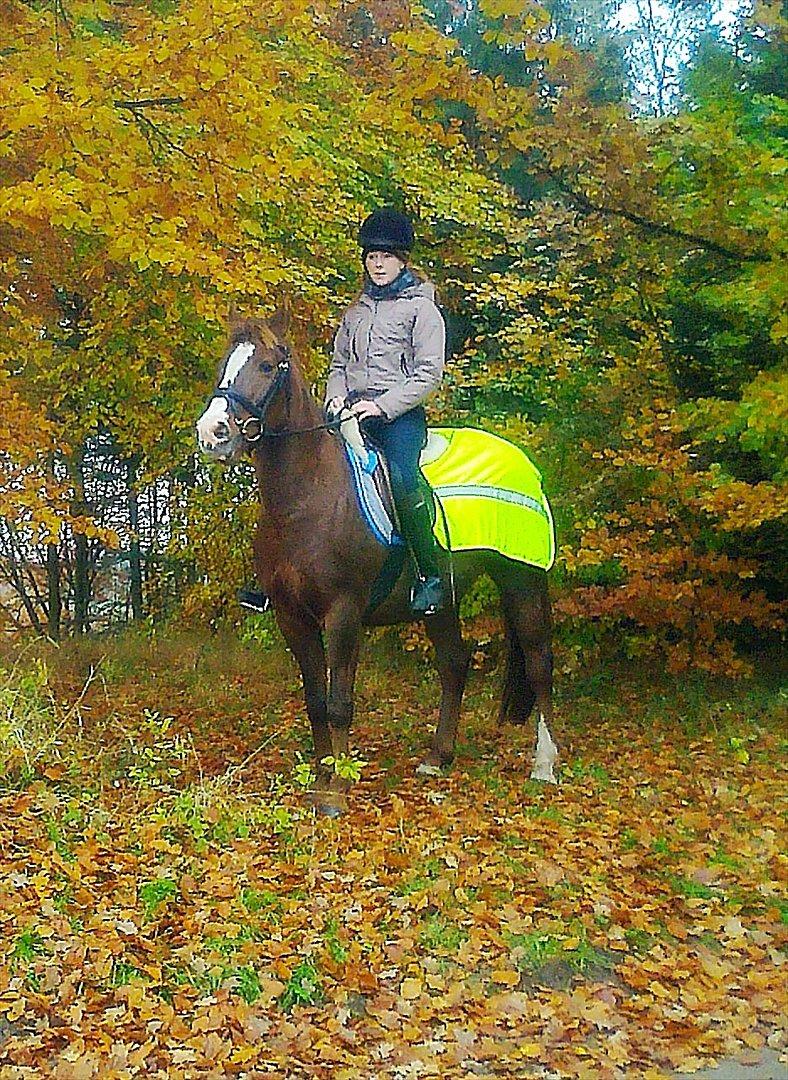 New Forest Damgårds Maja billede 17