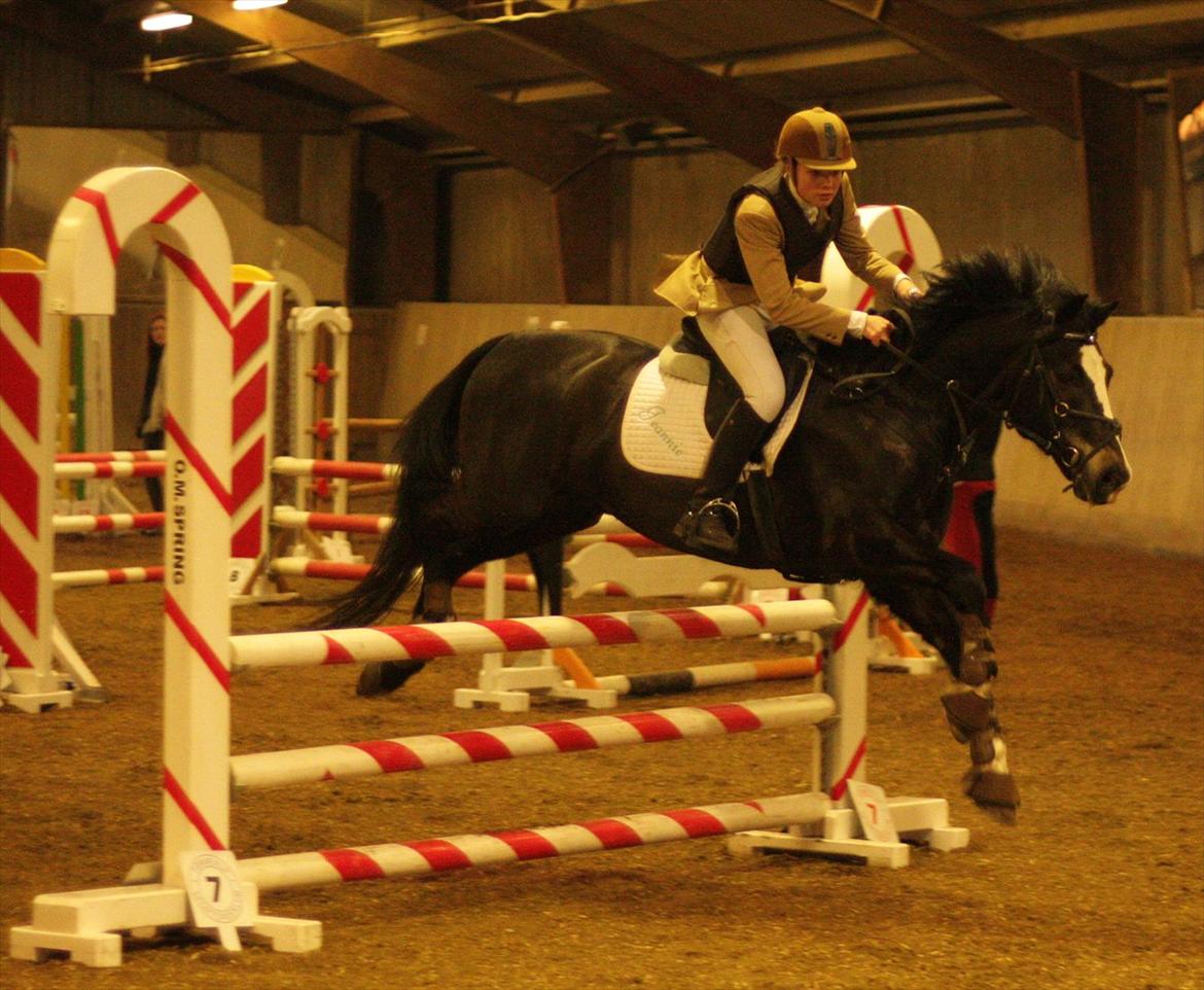 New Forest Adam af wrångebäck - Tømmerup rideklub d. 24/03 2012 billede 6