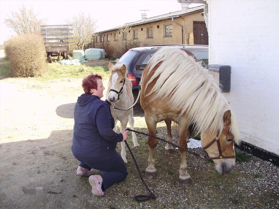 Haflinger Appell Lindegaard solgt billede 6