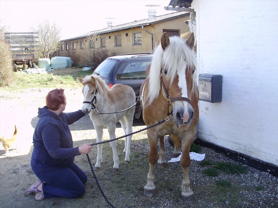 Haflinger Appell Lindegaard solgt billede 7