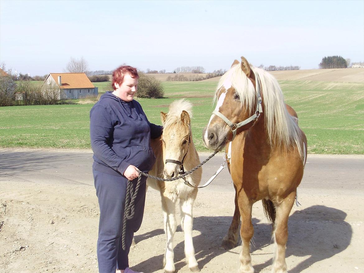 Haflinger Alf Lindegaard solgt billede 11