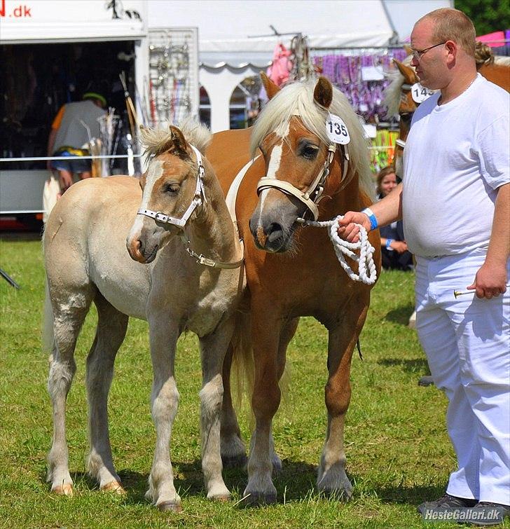 Haflinger Freja solgt - freja og Firefly Lindegaard hendes føl fra 2011 billede 12