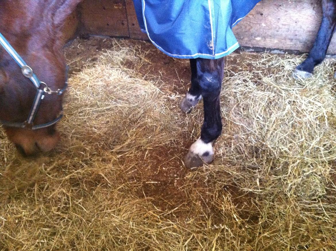 Dansk Varmblod Lucky Lime - her er hans dalmantiner hove ;) billede 12