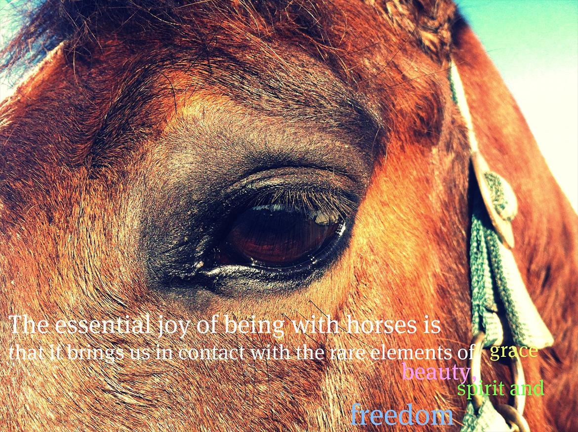 Dansk Varmblod Lucky Lime - The essential joy of being with horses is that it brings us in contact with the rare elements of grace, beauty, spirit and freedom.
Sharon Ralls Lemon billede 13