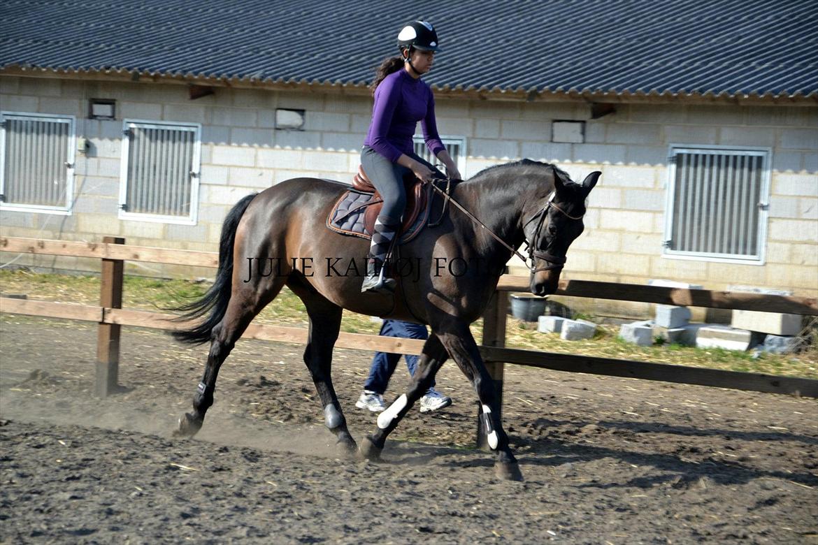 Dansk Varmblod Aslak ( Lakker ) - Dressur på Lakker marts 2012 :-) billede 13