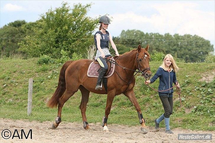 Dansk Varmblod Lana Leth  billede 20