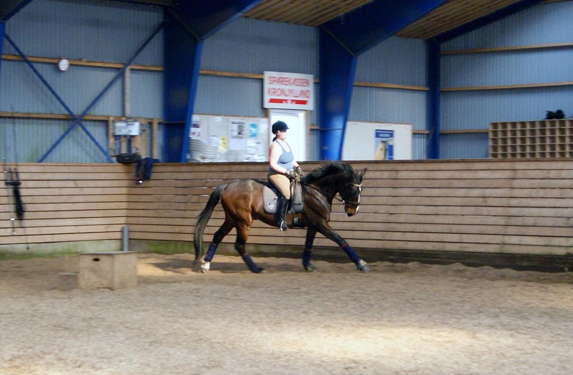 Westfaler Nisgaards Fandango - Træning fra Mønsted d 27.03.2012 billede 7