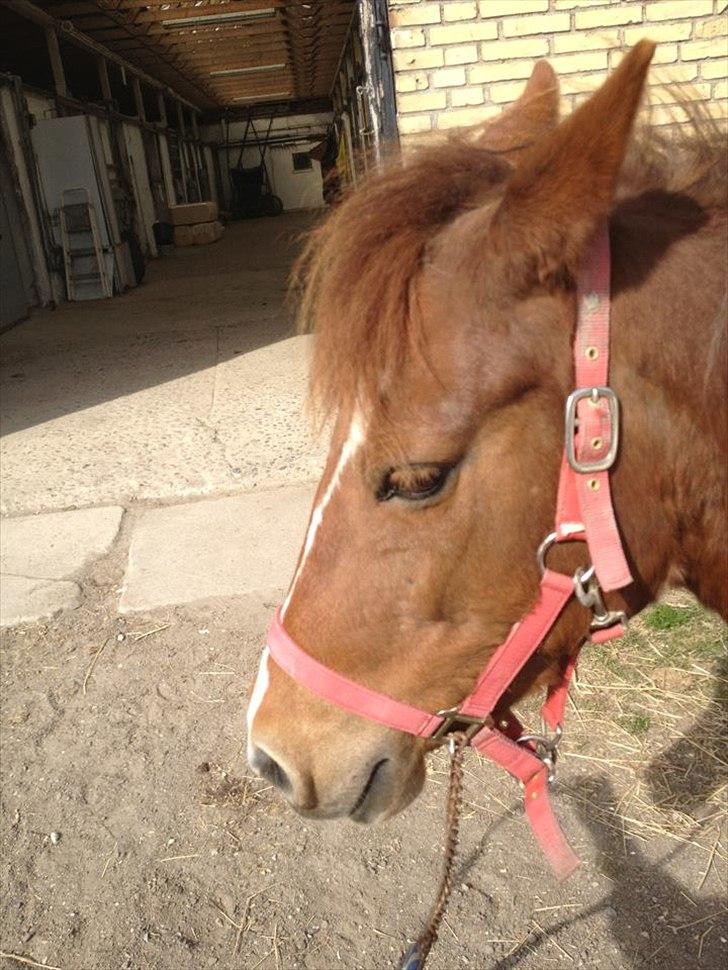 Pinto perle billede 10