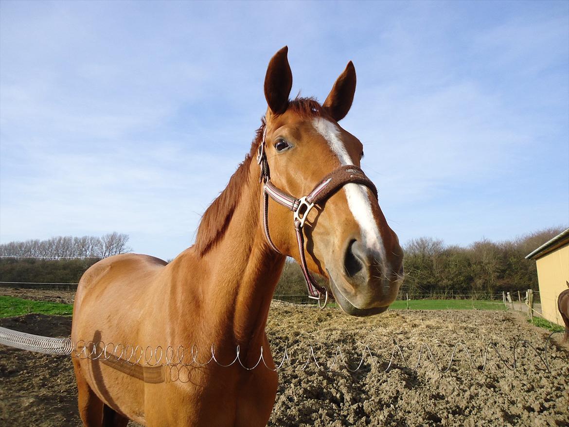 Anden særlig race Tequila Sunrise - †R.I.P† - Tequila:-DD billede 7