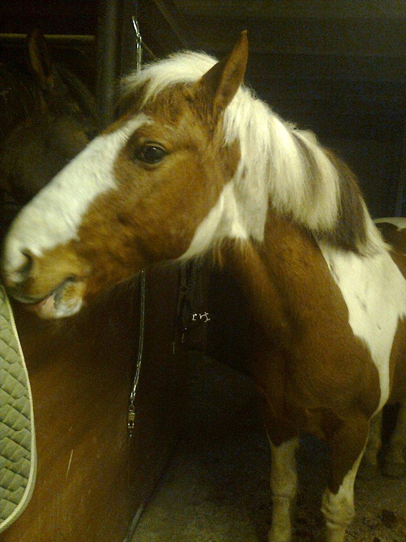 Anden særlig race Wotan - Wotan efter en dejlig ridetur <3 billede 13