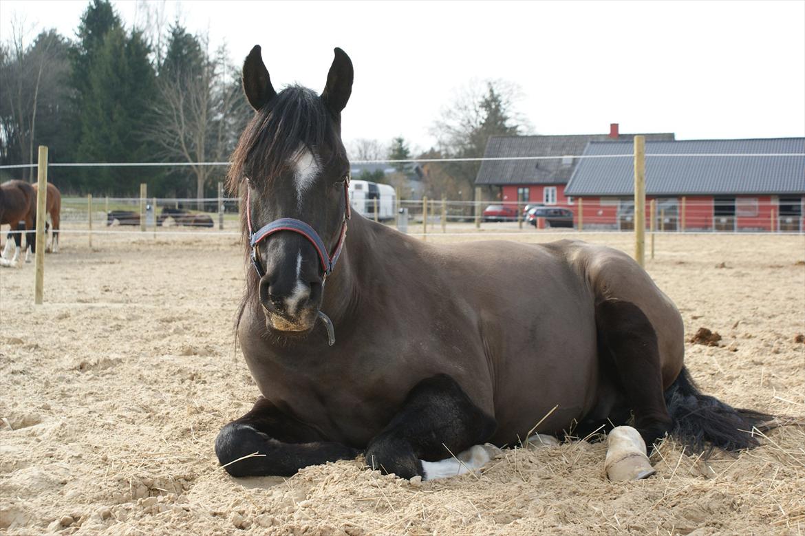 Arabisk fuldblod (OX) Shah Karisma - jeg får mig lige en power-nap! billede 7