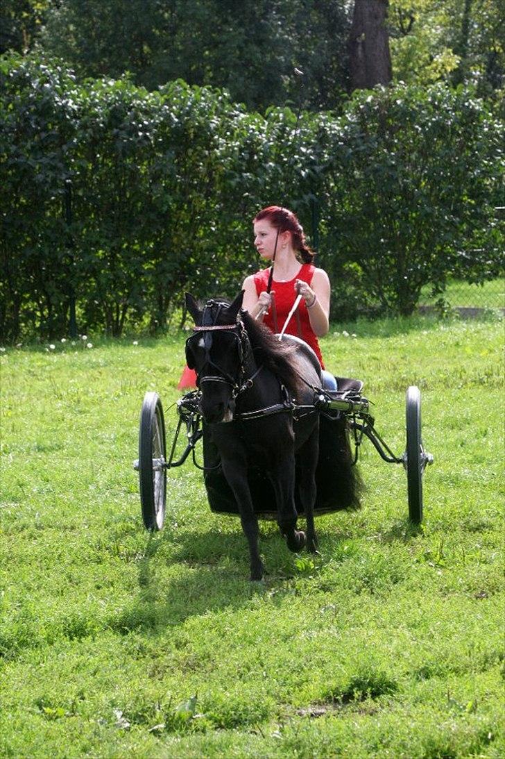 Amerikansk Miniature ***Candylands Southern Secret*** - ***MHCE European Championship - Belgium 2011***
Foto: Sophie Monchicourt billede 17