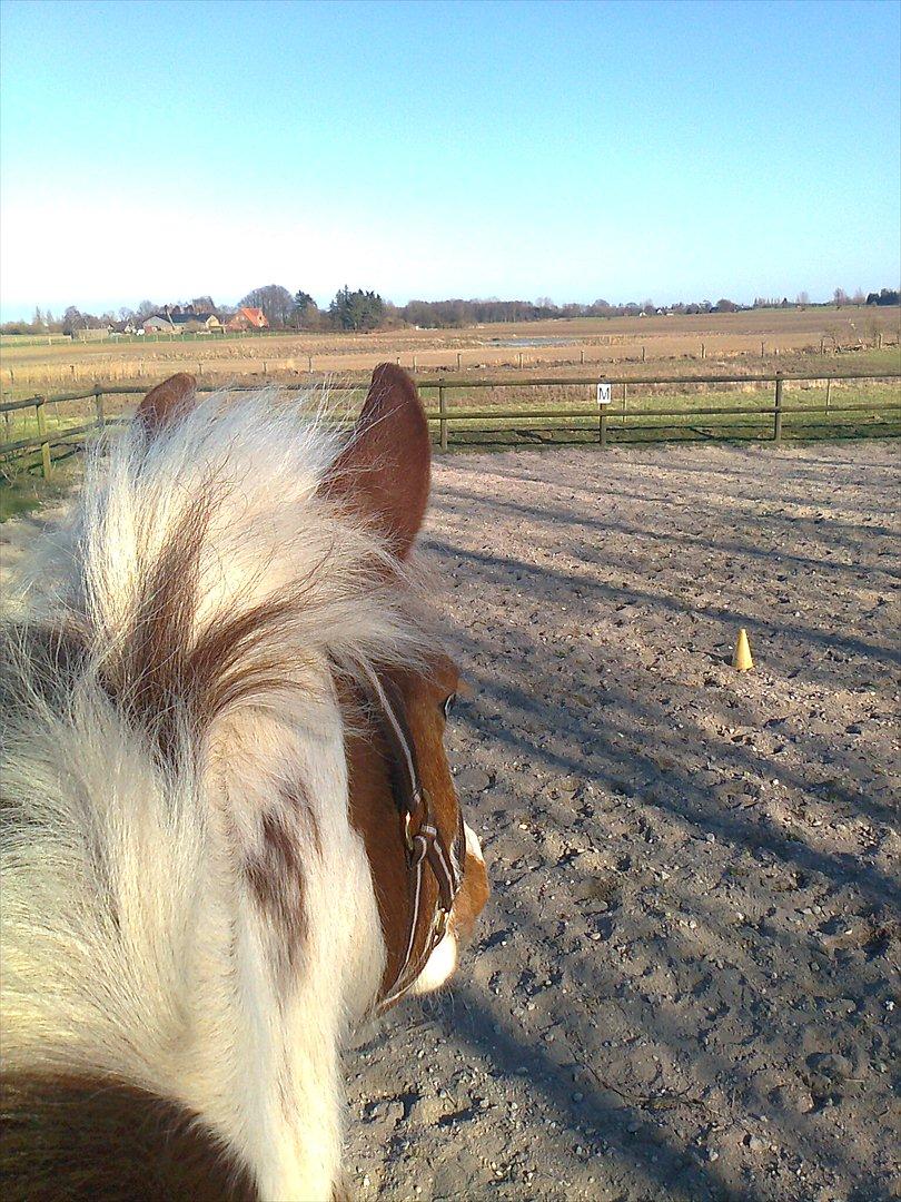 Anden særlig race Wotan - Vi nyder området. billede 12