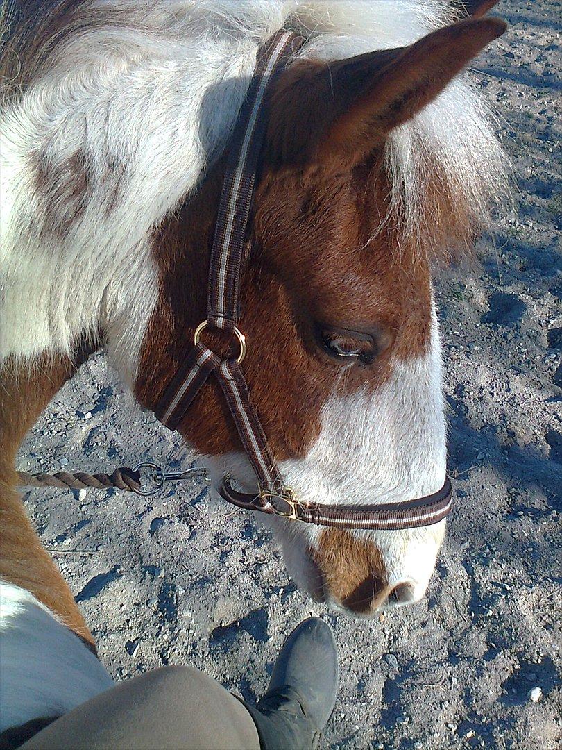 Anden særlig race Wotan - Vi to <3 billede 11