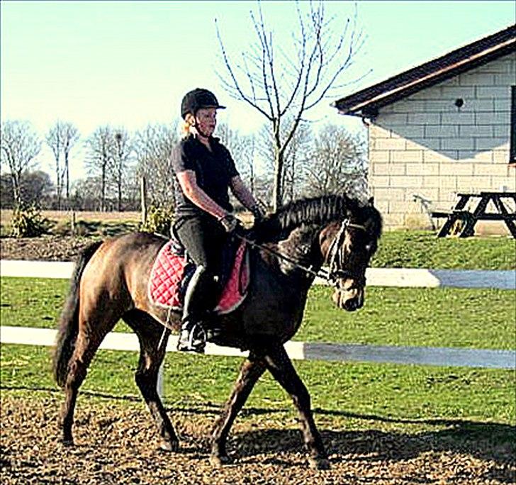 Anden særlig race Enevoldsmindes Antilla June (Lånepony) billede 13