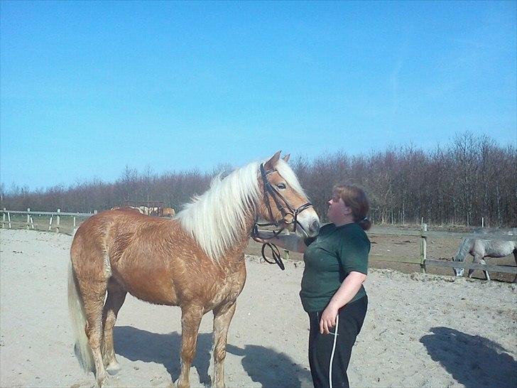 Haflinger Absalon Gasse - første dag med hovedtøj billede 6