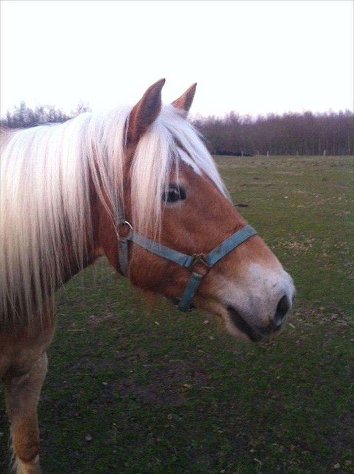 Haflinger Absalon Gasse - smukke hoved billede 1