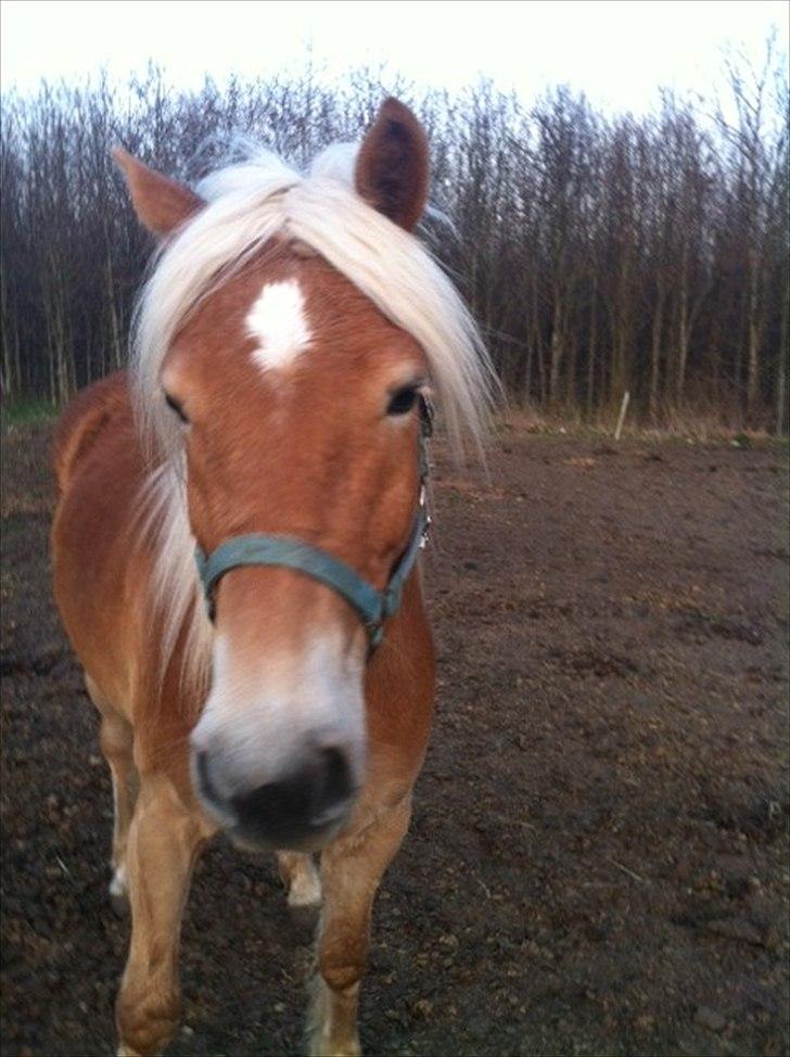 Haflinger Absalon Gasse - se min stjerne billede 7