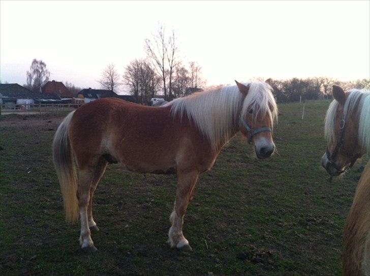 Haflinger Absalon Gasse billede 8