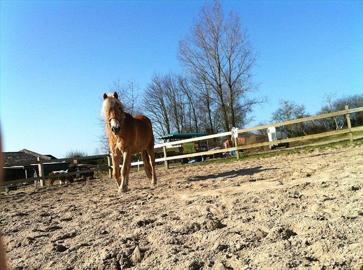 Haflinger Absalon Gasse - nu kommer jeg billede 9