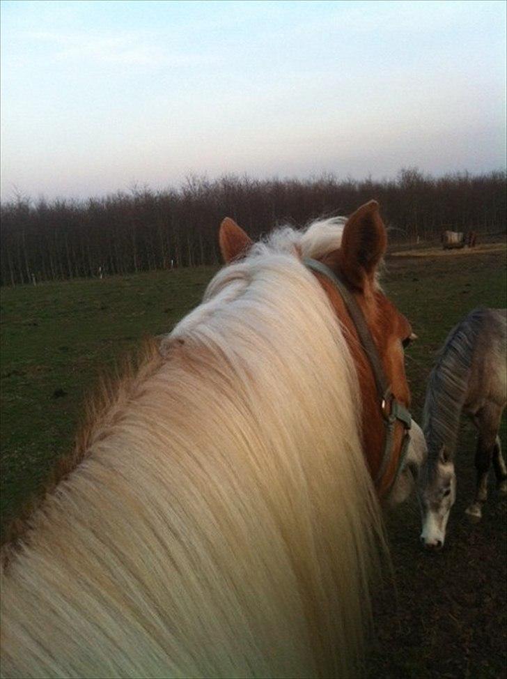 Haflinger Absalon Gasse - min man  billede 10