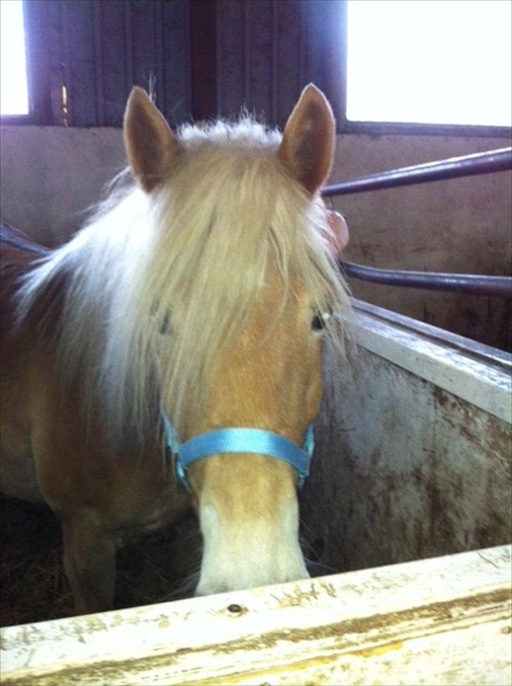 Haflinger Absalon Gasse - lige kommet billede 11