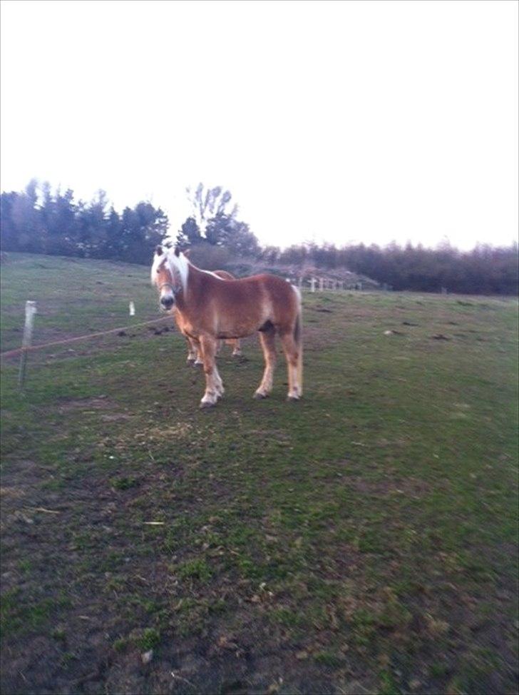 Haflinger Absalon Gasse billede 12