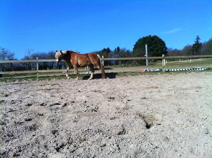 Haflinger Absalon Gasse billede 13