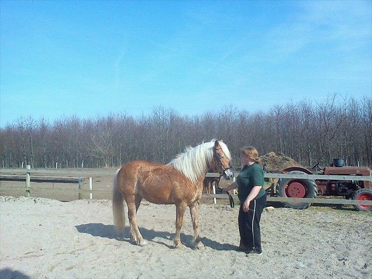 Haflinger Absalon Gasse billede 14