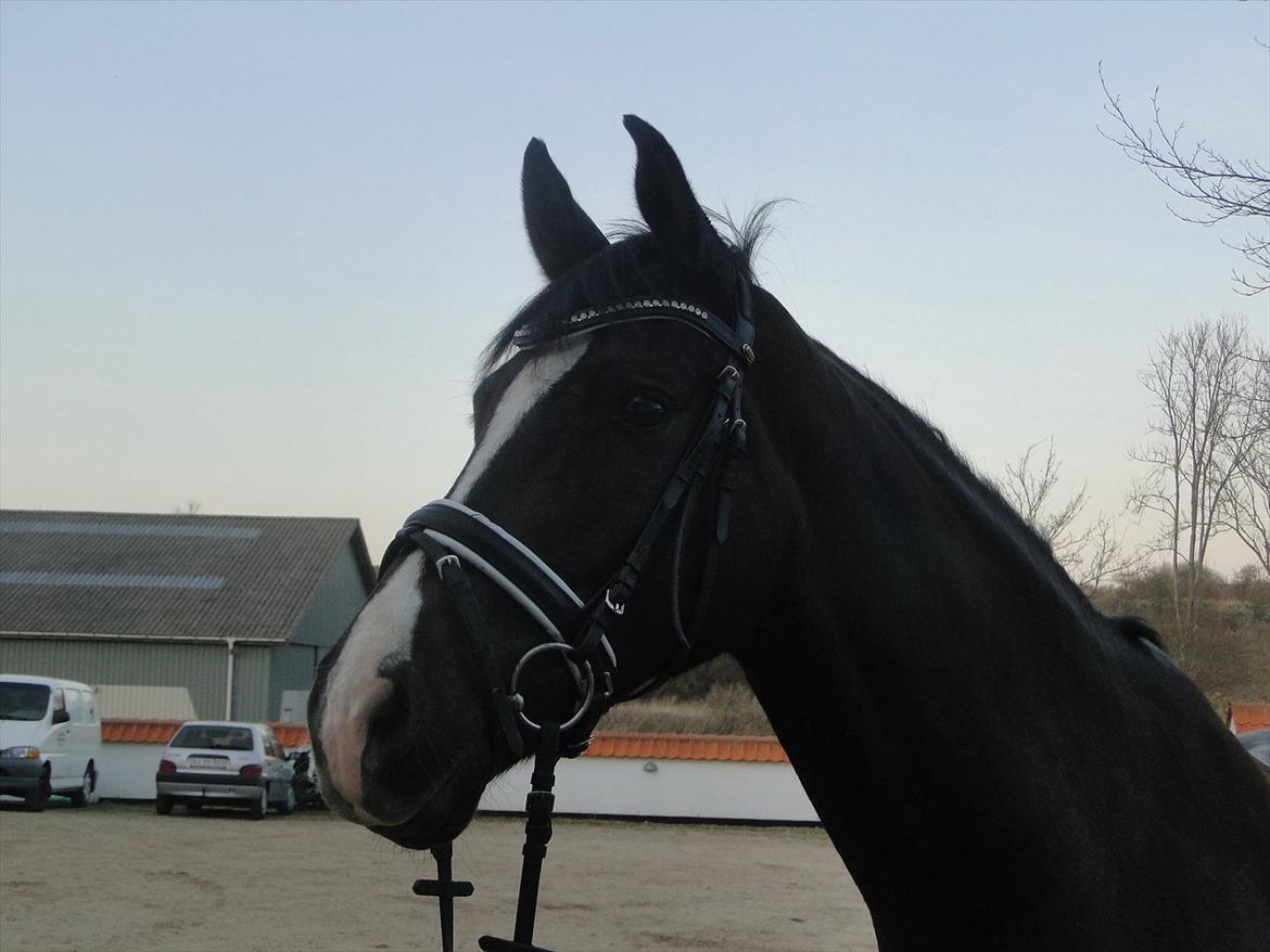 Dansk Varmblod Daner Canto billede 18