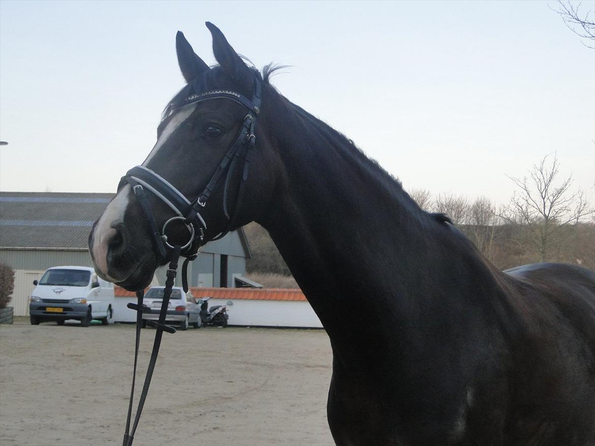 Dansk Varmblod Daner Canto billede 19