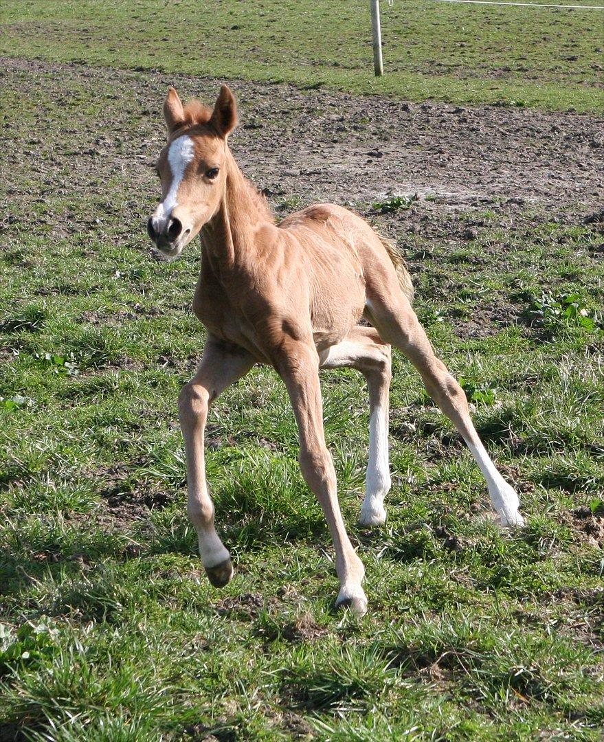 DSP Lykkebo Akita billede 4