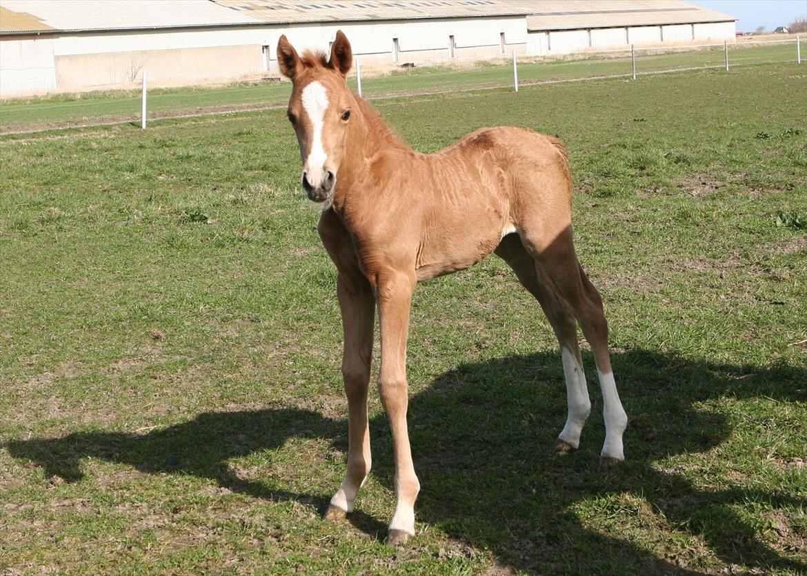 DSP Lykkebo Akita billede 5