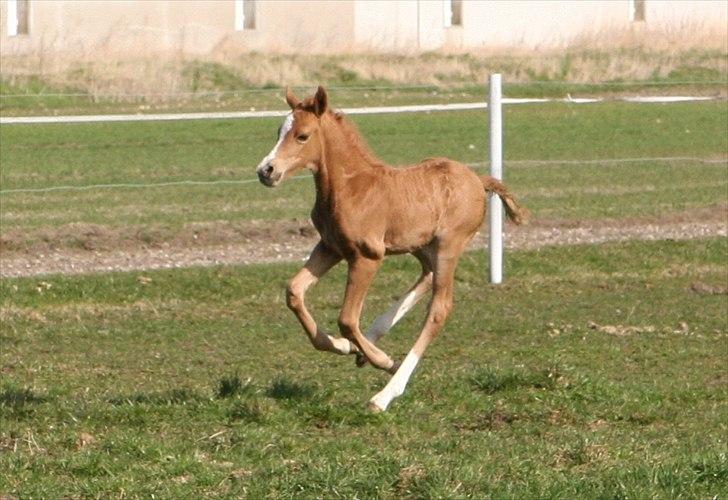 DSP Lykkebo Akita billede 6