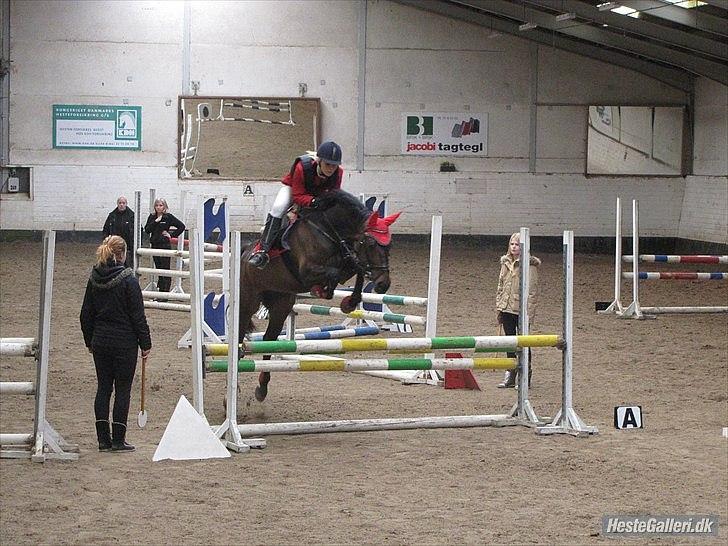 Anden særlig race Chiquita *Bananen* - Stine og Chiquita marts 2012 Tjæewborg billede 5