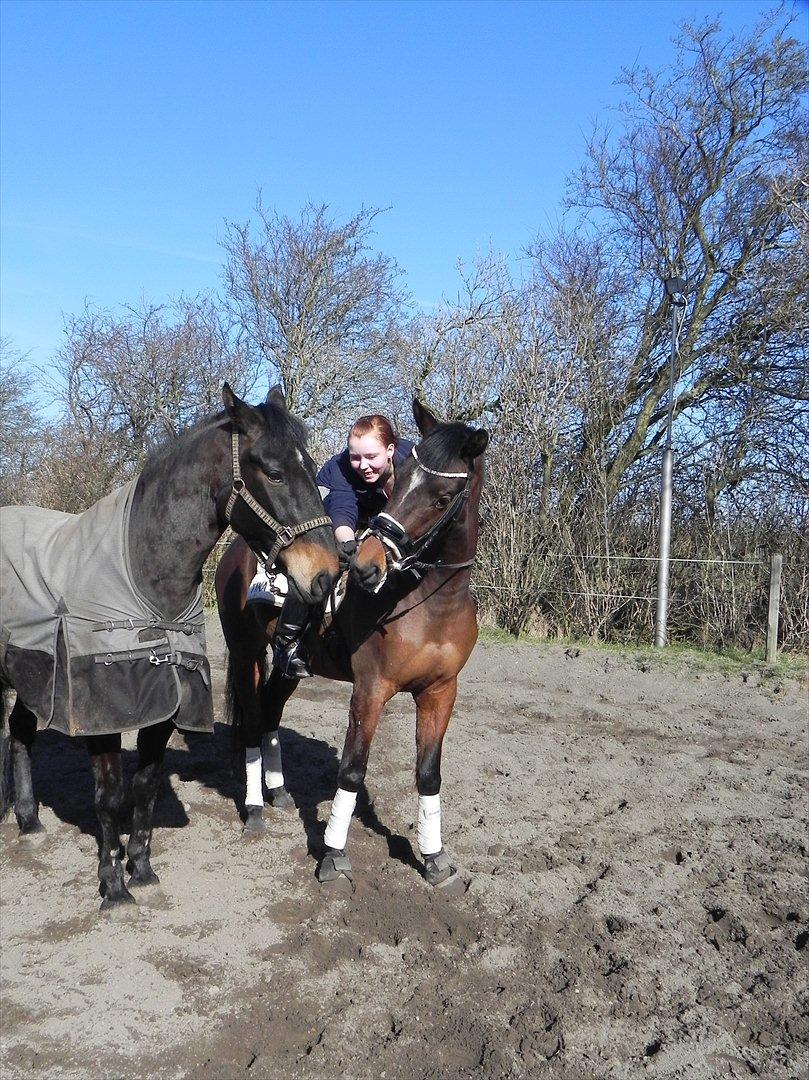 Dansk Varmblod Lucky Girl K (Gisle) STJERNE HEST - D. 25 marts 2012
så var prince li med på træktur :) billede 19