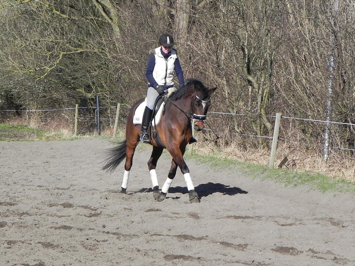 Dansk Varmblod Lucky Girl K (Gisle) STJERNE HEST - D. 25 marts 2012
hun er en stjerne billede 20