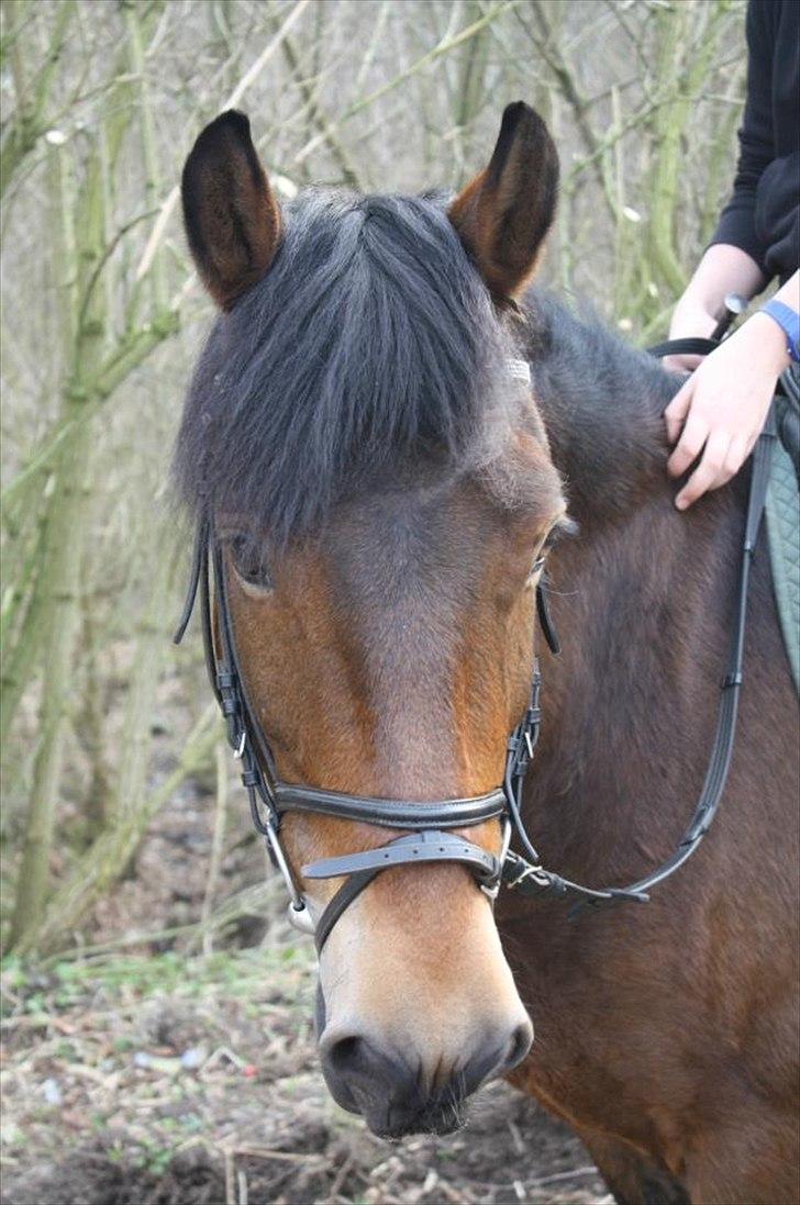 Anden særlig race Charley - <3 Foto Sofie billede 20